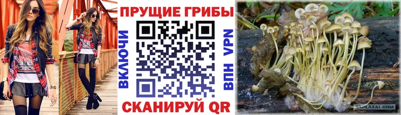 купить  сайты  Калязин  Псилоцибиновые грибы прущие грибы 